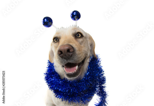 Dog celebrating new year, carnival party wearing a diadem with blue disco ball boppers like a alien and a tinsel garland. photo