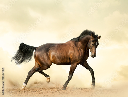 Bay saddle horse in a desert