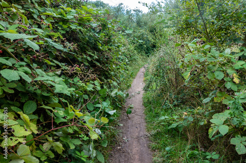 A narrow path cutting through brambles in the Berkshire Countryside  UK