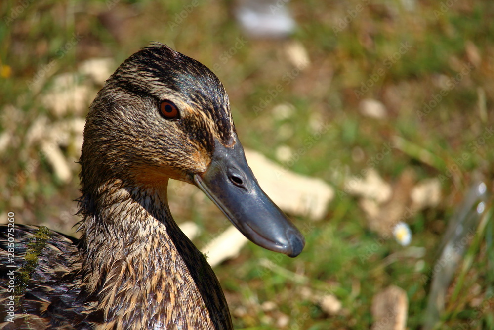Wild duck portrait Wild duck portrait