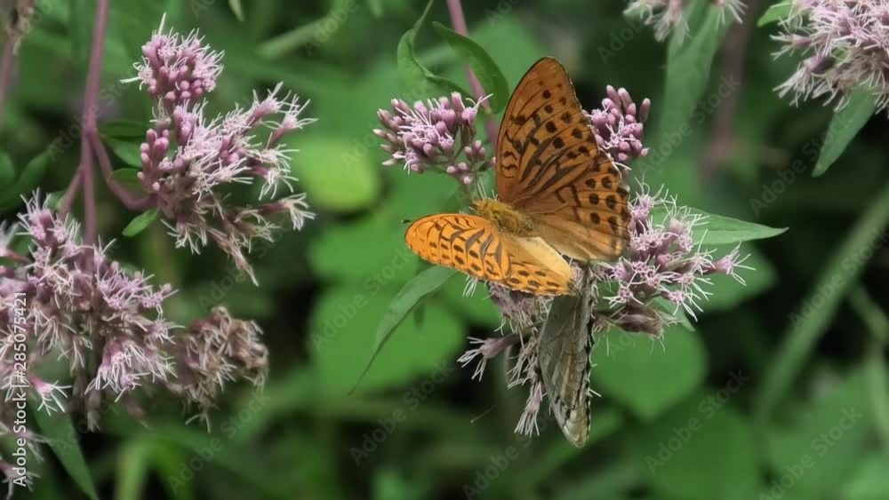 argynnis paphia in accoppiamento