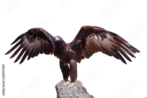 Majestic wedge-tailed eagle (Aquila audax) . The largest Australian eagle. Isolated on white Background photo