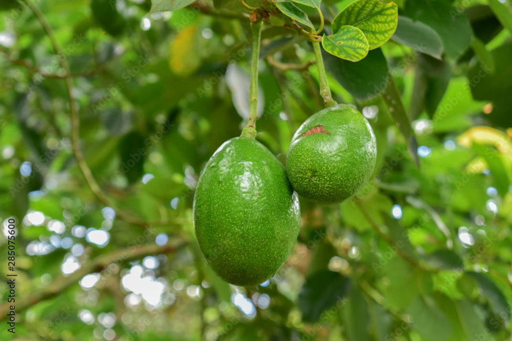 avocado tree, avocado from Thailand country avocado tree, avocado from Thailand country
