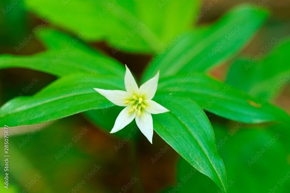 Fototapeta premium チゴユリ