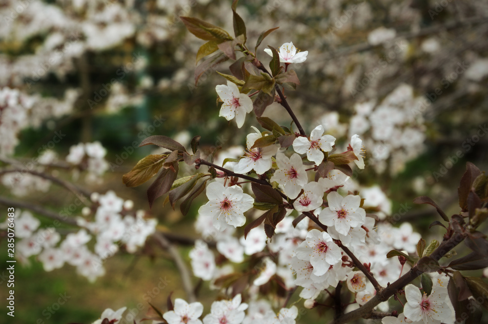 flowering tree. It's spring. white little flowers.