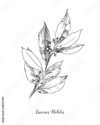 Vector Botanical illustration of the leafs Laurus Nobilis. Isolated illustration element. Black and white engraved ink art. Vector branch for packaging, texture, wrapper element, frame or border.