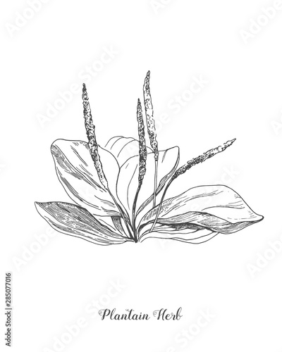 Plantain. Botanical Illustration. Medicinal plant wild field flower. Sketch.Hand drawn outline vector illustration, isolated floral elements for design on white background.