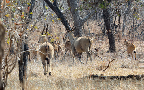 Herd of Eland running into thick bushland