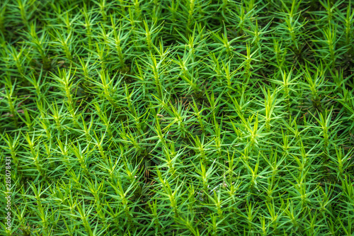 Common haircap moss background, overhead view photo