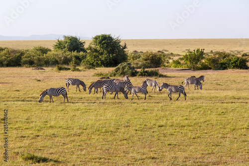 Savanna landscape with grazing zebras
