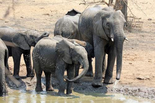 family group of elephants at waterhole