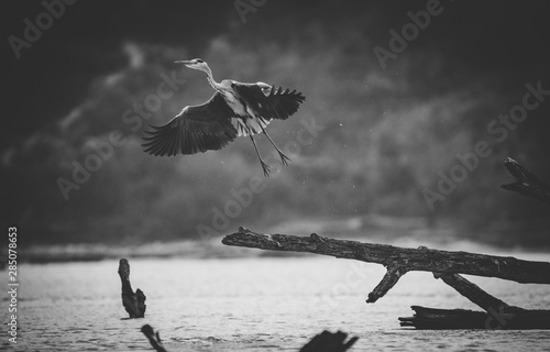 Close up image of a great heron on a driftwood tree stump in an estuary in south africa photo