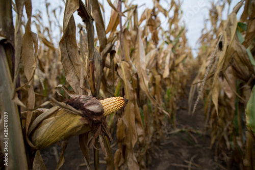 Corn crops