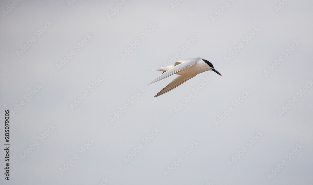Close up image of terns in an estuary in south africa Close up image of terns in an estuary in south africa