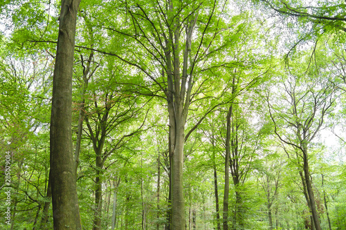 Fotografie, Tablou Beech trees green forest landscape