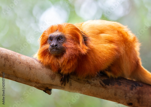 Red titi monkey on the branch photo