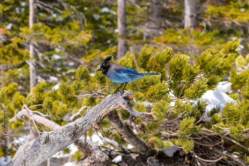 Steller's Jay - A close-up view of a Steller's jay hopping on a snow-covered pine tree branch on a bright sunny Spring day at shore of Dream Lake in Rocky Mountain National Park, Colorado, USA. photo