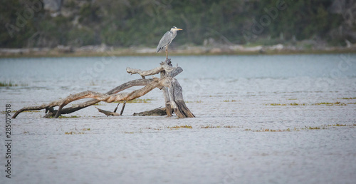 Close up image of a great heron on a driftwood tree stump in an estuary in south africa photo