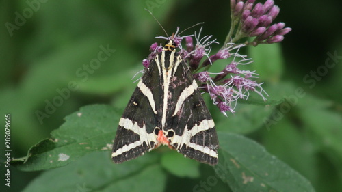 euplagia quadripunctaria, farfalla photo