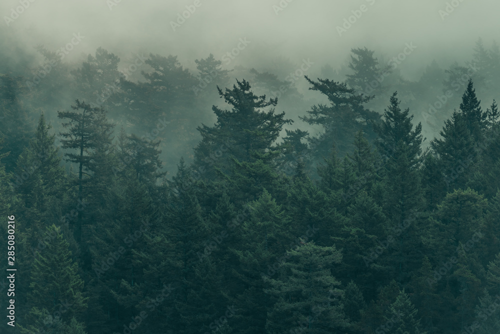 Damp foggy lush trees of the Pacific Northwest forest