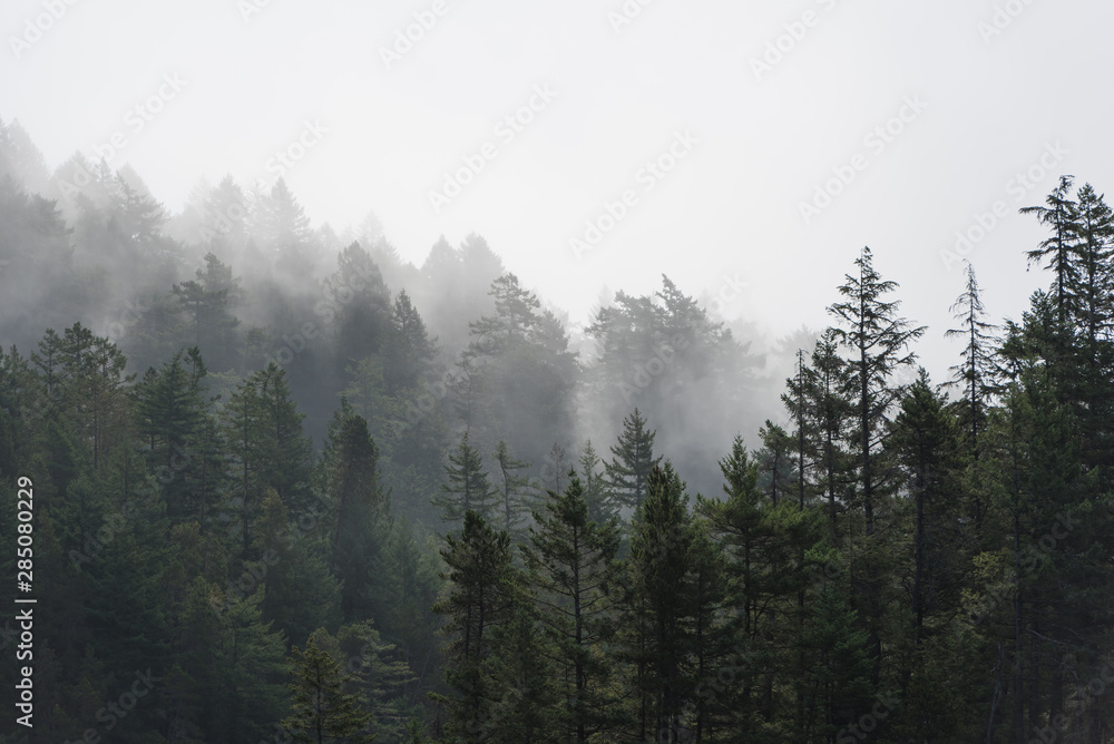 Foggy tree landscape of the Pacific Northwest, North America