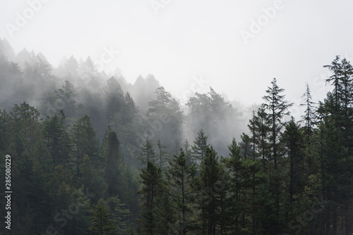 Foggy tree landscape of the Pacific Northwest, North America