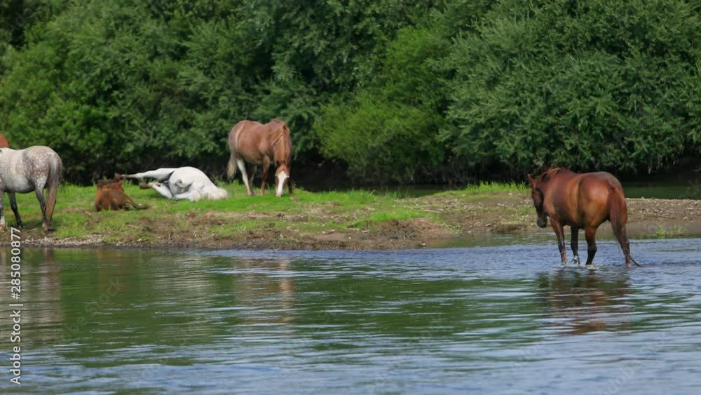very many beautiful brown and white horses, grazing by the river, standing on the shore, drinking water, two horses fell to the ground and itching, stream flowing, magnificent nature, day, slow motion very many beautiful brown and white horses, grazing by the river, standing on the shore, drinking water, two horses fell to the ground and itching, stream flowing, magnificent nature, day, slow motion