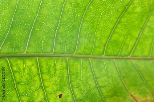 Close Up Of Green Leaf Texture