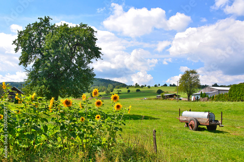 Cuadro en lienzo Sunflowers with a farm buildings on background in a sunny summer day
