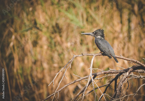 Close up image of a giant kingfisher on a perch next to a river in south africa