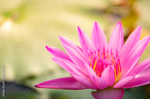Fototapeta Naklejka Na Ścianę i Meble -  beautiful water lily bloom in pond