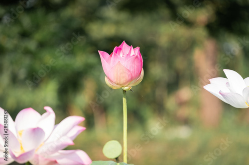Fototapeta Naklejka Na Ścianę i Meble -  beautiful water lily bloom in pond