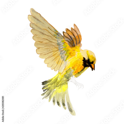 Bird watercolor isolated .Bird on white background. Watercolor hand painted illustration of Flying Bird .