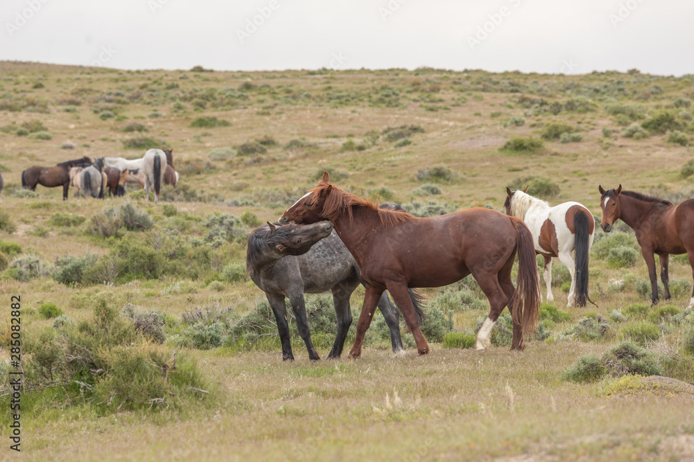 Wild Horse Stallions Sparring in the Utah Desert Wild Horse Stallions Sparring in the Utah Desert