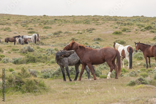 Wild Horse Stallions Sparring in the Utah Desert