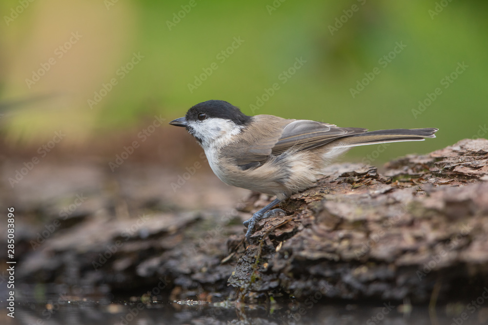 Fototapeta premium Marsh tit in natural enviroment