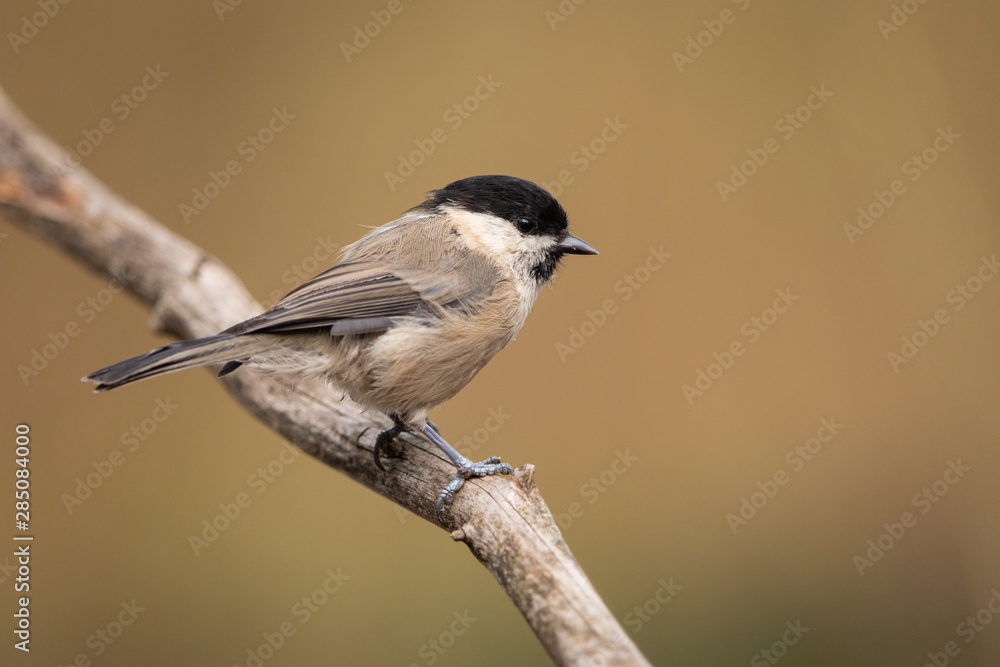 Fototapeta premium Marsh tit isolated on branch