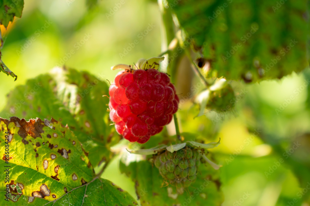 Delicious juicy raspberry will captivate you with its aroma and beauty. Delicious juicy raspberry will captivate you with its aroma and beauty.