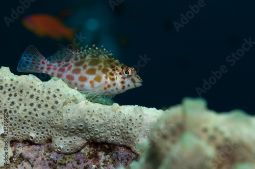 Coral hawkfish in Sudan