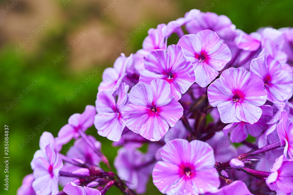 The Phlox paniculata in the garden. Beautiful floral background The Phlox paniculata in the garden. Beautiful floral background