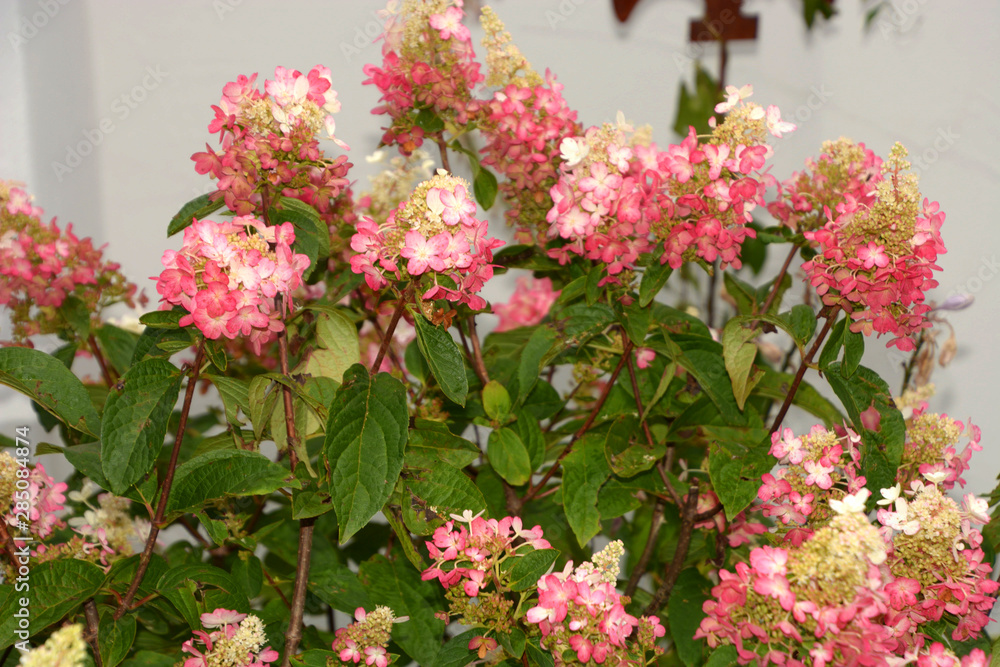 hydrangea paniculata pinky winky bush with white pink flowers, pinky winky in bloom hydrangea paniculata pinky winky bush with white pink flowers, pinky winky in bloom