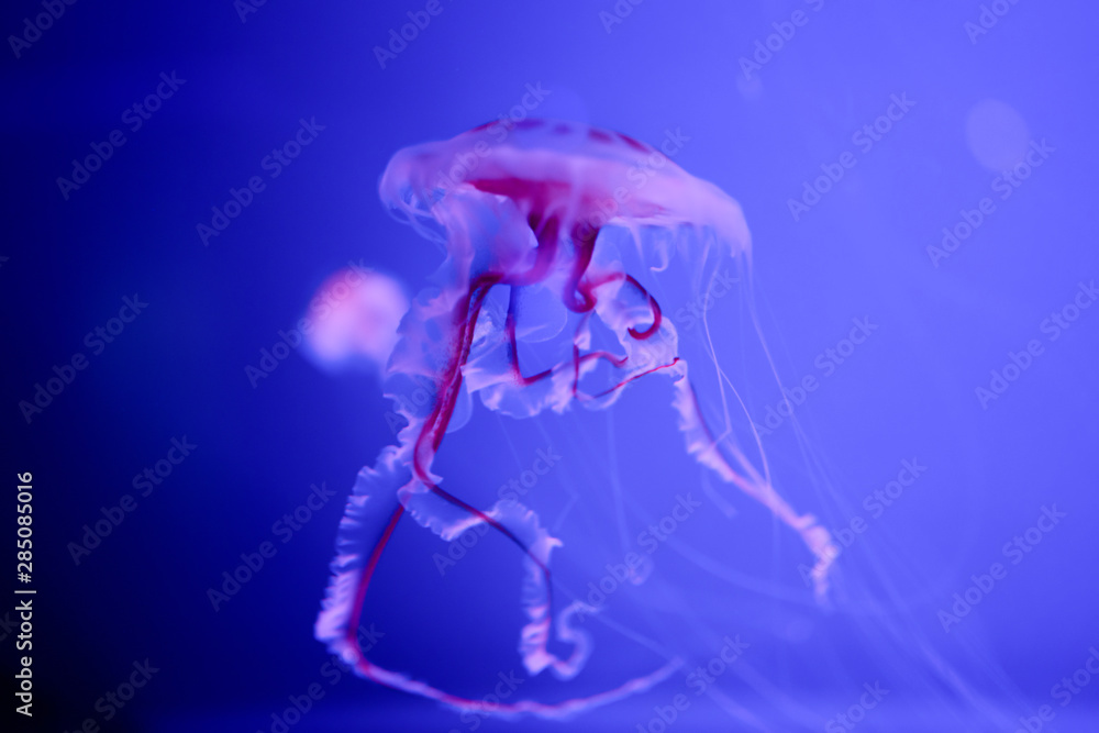 Beautiful translucent pink jellyfish swim against the backdrop of a gradient blue sea Beautiful translucent pink jellyfish swim against the backdrop of a gradient blue sea