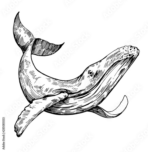 Sketch of whale. Hand drawn outline converted to vector. Transparent background