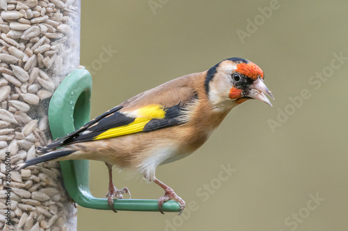 Photography Goldfinch sunflower seed feeder