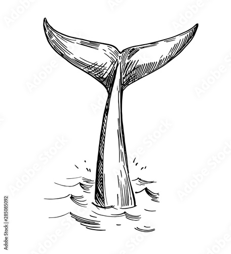Sketch of whale tale. Hand drawn outline converted to vector. Transparent background