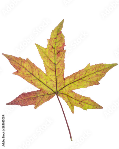 Green brown Japanese maple leaf