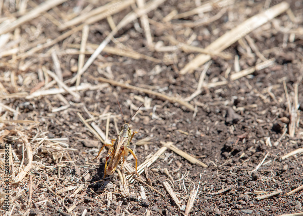 Grasshopper camouflaged in a dry summer field Grasshopper camouflaged in a dry summer field