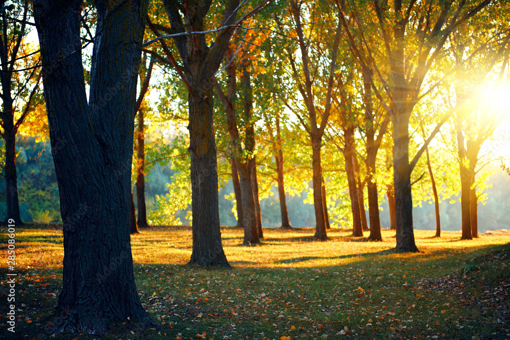 beautiful glade and trees in the autumn forest, bright sunset and landscape in fall season