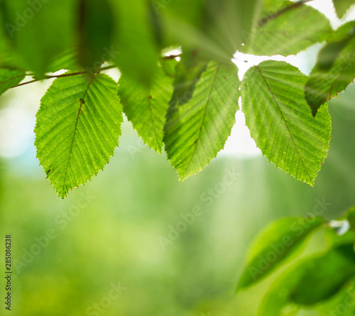 Detail of green leves with the sunlight coming through.