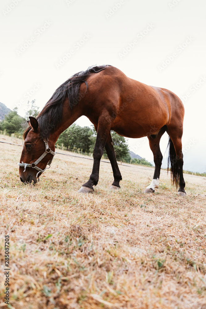 Obraz premium Front view of a brown horse eating